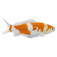 
              Koi Carp Ochiba Shigure Toy Realistic Fish Model
            