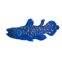 
              Coelacanth Toy Realistic Prehistoric Fish Model
            