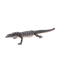 
              Perentie Lizard Toy Realistic Reptile Figurine
            