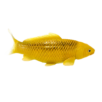 Koi Carp Kin Matsuba Realistic Fish Figurine