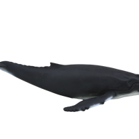 Humpback Whale Toy Realistic Ocean Mammal Figurine