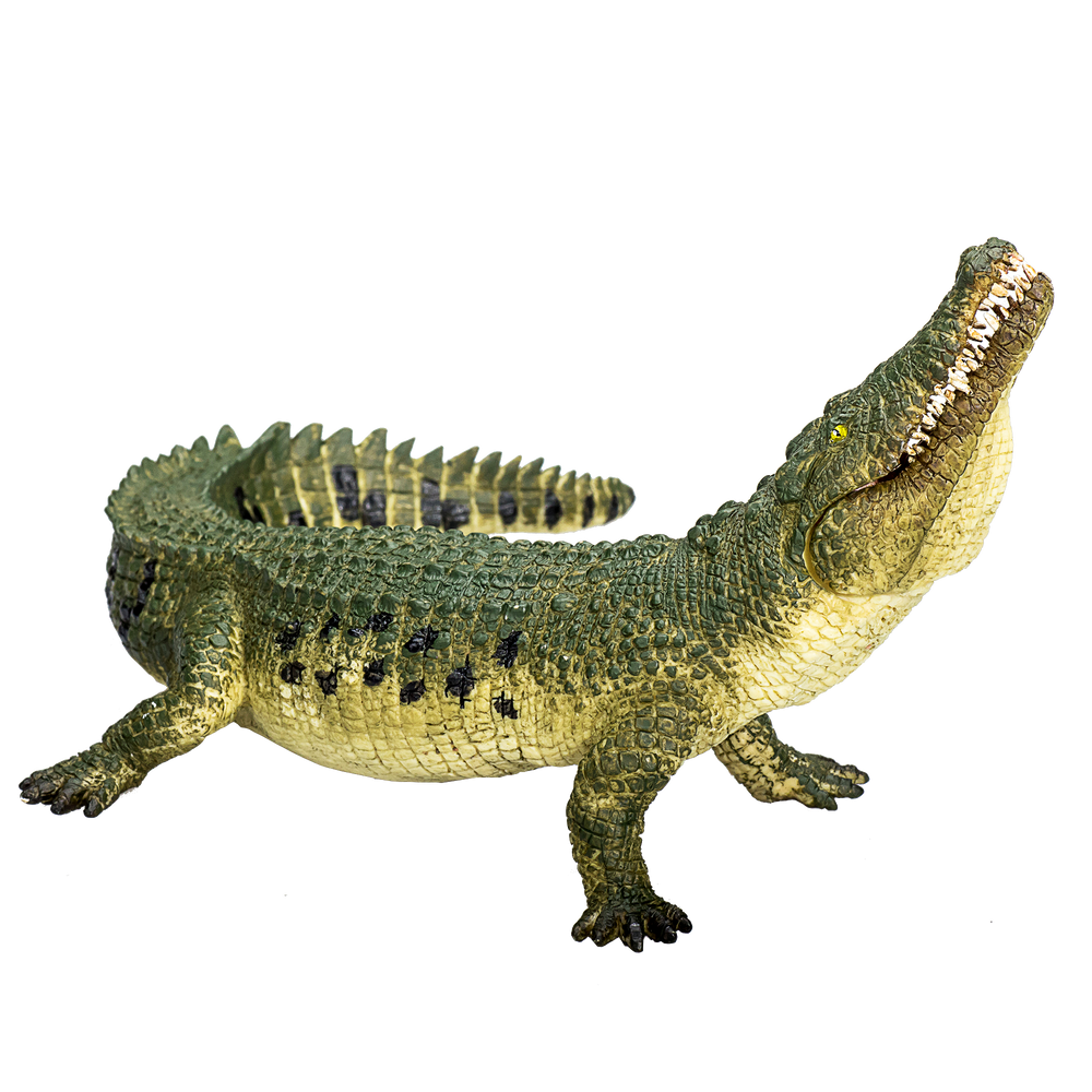 Crocodile with Articulated Jaw Realistic Reptile Model