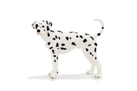 
              Dalmatian Dog Toy Realistic Pet Figurine
            