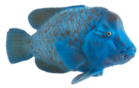 
              Blue Groper Fish Toy Realistic Ocean Animal Figure
            