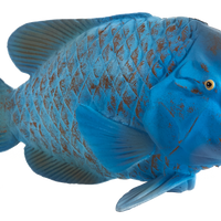 Blue Groper Fish Toy Realistic Ocean Animal Figure