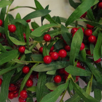 
              60cm (24 inches) Large Luxury Christmas Mistletoe Leaf and Red Berry Floristry Wreath
            