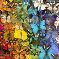 Natural History Museum - Butterflies & Moths 1000 Piece Jigsaw Puzzle